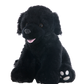 Shadow the Black Labrador 16 Inch